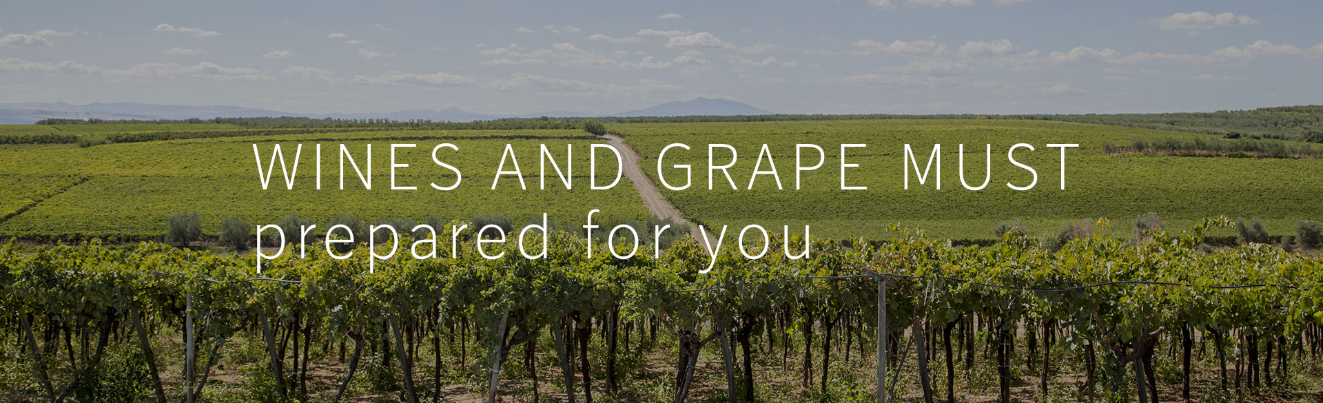 Grape Musts and bulk wines Mosti concentrati e vini sfusi LE.VIN.SUD