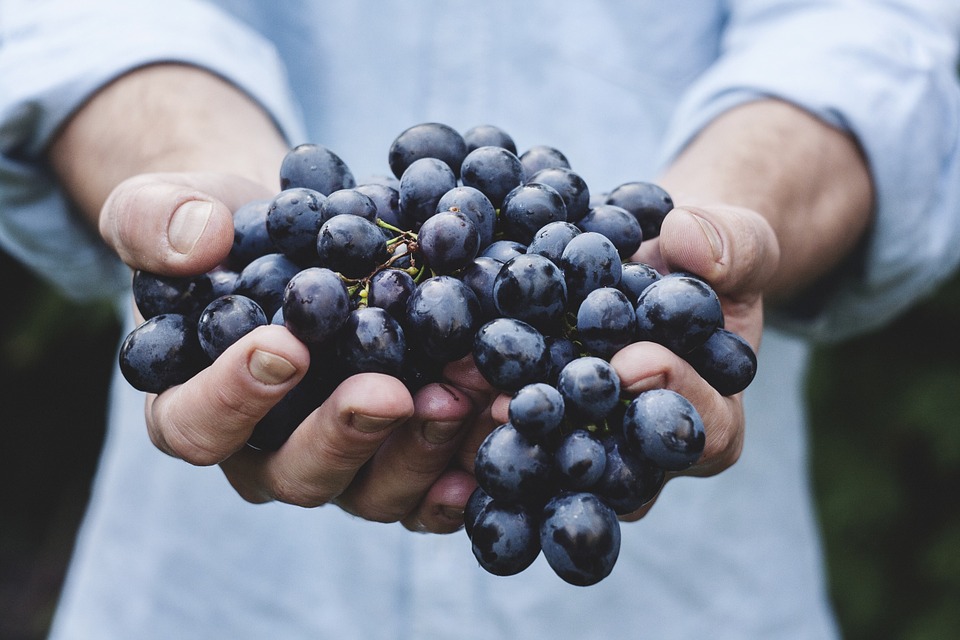 I nostri mosti d’uva per produzioni di alta qualità